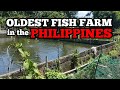 Oldest Ornamental Fish Farm here in the Philippines | How they are producing thousands of fish?