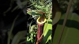 Cara kantong Semar memangkap mangsa nya , Nepenthes Mirabilis