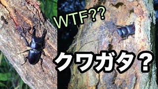 お盆になかなか衝撃的なクワガタに遭遇 Missing teeth stagbeetle