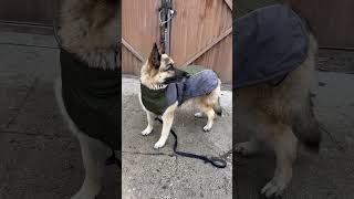 She’s ready to take on the rain 😂😅 #dogdad #germansepherd #cute #doglover