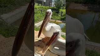 モモイロペリカン　ペリくんカンちゃん　Pelican Peli-kun Can-chan Toyohashi Zoo