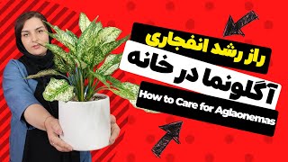 راز رشد انفجاری آگلونما در خانه + بررسی مشکلات آگلونما | How to Care for Aglaonemas