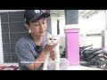 ciri ciri kucing hamil 1 minggu dan perawatanya