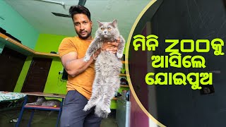 ମିନି ZOO କୁ ଆସିଲେ ଯୋଇପୁଅ || Persian Cat Odisha || Pitbull Dog Odisha ||