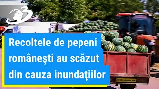 Recoltele de pepeni româneşti au scăzut din cauza inundaţiilor