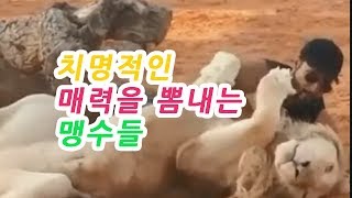 치명적인 맹수들의 애교 Affection of deadly beasts