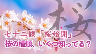 七十二候「桜始開」ソメイヨシノじゃない桜、いくつ思い浮かびますか？