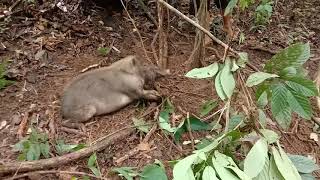 Jerat Babi kalimantan timur