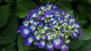 あじさいまつり‼府中市郷土の森博物館2022💘Hydrangea Festival  at Fuchu municipal museum kyodonomori 2022