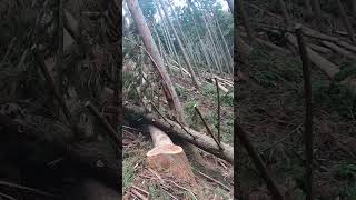 #林業  事故 あるある 玉切編 #shorts #forestry