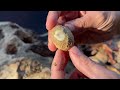 receding floodwaters exposed the ancient ocean floor on this florida river fossils everywhere