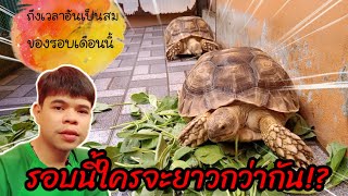 เต่าซูคาต้า - ถึงเวลาที่รอคอย วัดขนาดก้อนเงินก้อนทอง | รอบนี้ใครจะยาวกว่า!?