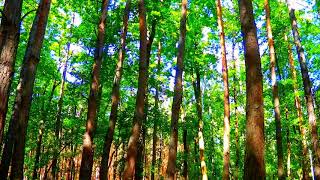 Soothing Forest Video. Morning Alarm Sound. One Hour.