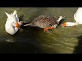 duck fight