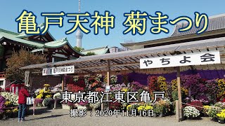 亀戸天神 菊まつり [4K] Chrysanthemum festival at Kameido Tenjin Shrine