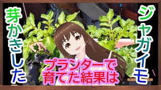 芽かきした【ジャガイモ】をプランターで植えた結果・収穫結果の動画しか撮れてません。　【家庭菜園】