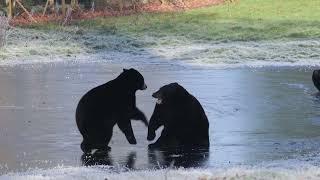 Bears on Ice! North American Black Bears Play on a Frozen Lake