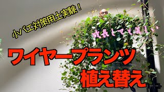 【ワイヤープランツ植え替え】成長しても美しい！