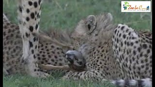 狩りを教える母チーター　チーターの狩り#20【閲覧注意】　Wild Animals in Africa / Teaching hunting to children