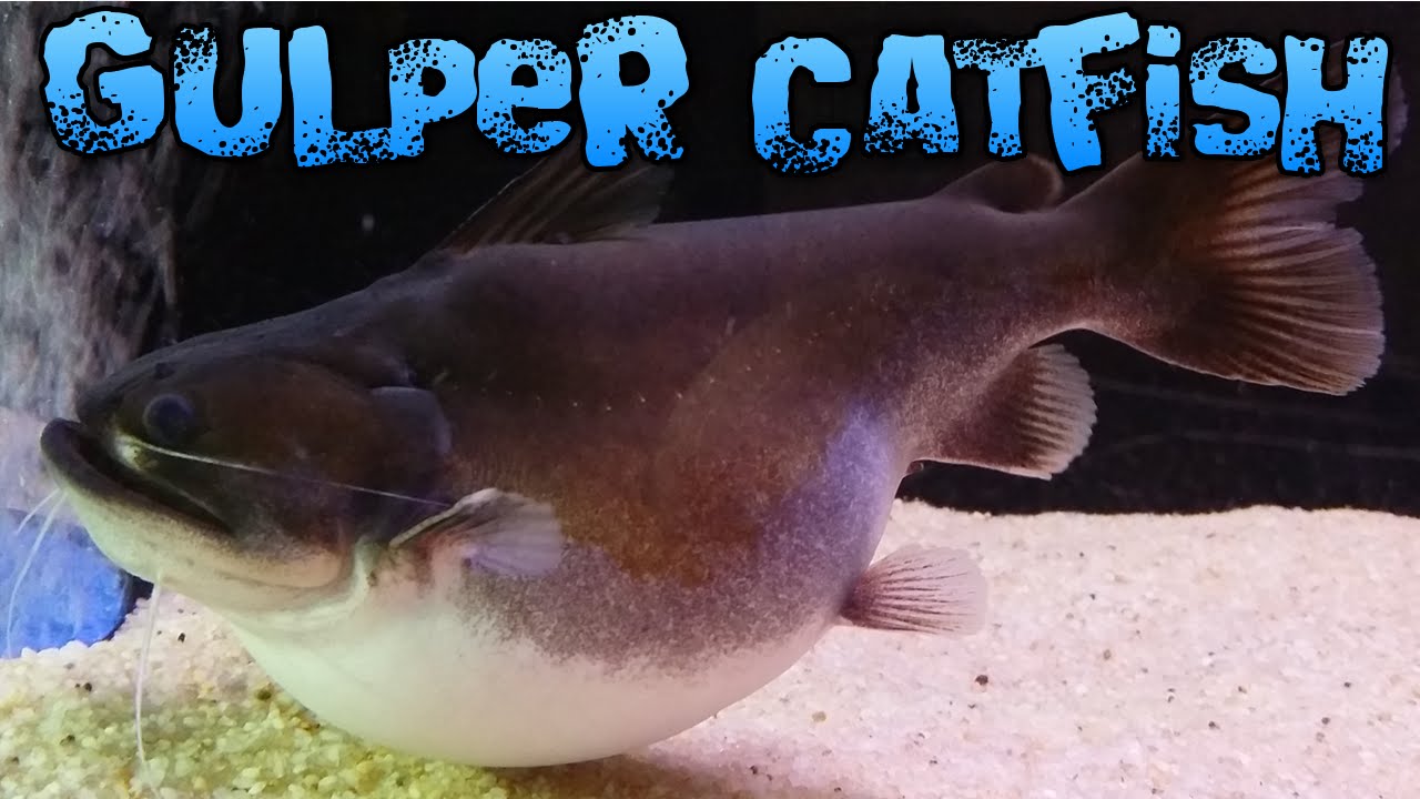 Gulper Fish