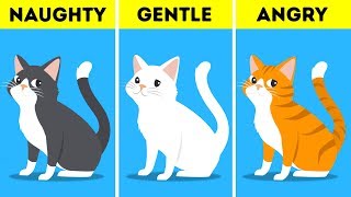 What Your Pet's Color Says About Their Personality