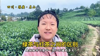 红茶与绿茶的区别，新茶友一定要看过来，让你一看就明白的茶知识