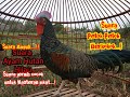 Suara Pikat Ayam Hutan Jantan petok petok Berkokok gacor || Ayam Hutan Hijau lain pasti terpikat