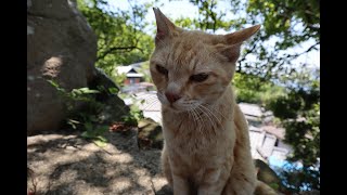 「猫の島」男木島の猫に会いに行ってみた