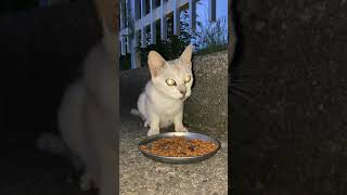 カリカリご飯を美味しそうにモグモグ食べる野良猫たち #5 #Shorts “I gave karikari food hungry wild cat”