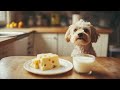 犬に与えてはいけない食べ物。品物そして口に入れてしまった症状などを説明してます