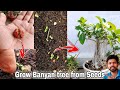 How to grow Banyan Tree from seeds, How to grow Ficus from seeds | The One Page