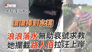 浪浪落水無助哀號求救　她攔截路人伯！成功助上岸｜寵物動物｜流浪狗｜動物救援｜暖心