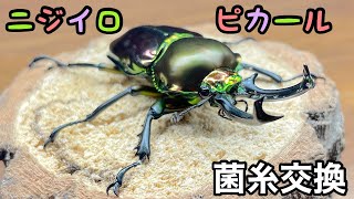 【ニジイロクワガタ】幼虫の菌糸交換！分からん事いっぱいであたふた😅