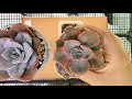 cougar garden soil girls next door ep.7 echeveria missing you