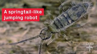 Inspired by Nature: The Tiny Robot That Jumps Like a Springtail