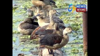 সাহেব বাঁধে পাখিদের কোলাহল I ETV NEWS BANGLA