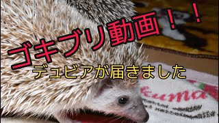 【閲覧注意！】50匹のゴキブリが届いたからにんじんを与えて育てます。