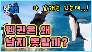 우리가 몰랐던 펭귄의 비밀 / YTN 사이언스