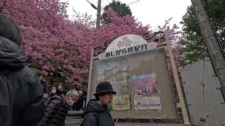 まつだ桜まつり2024年 | Matsuda's Cherry Blossom Festival 2024 🌸