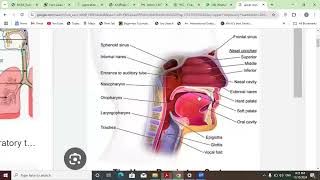 BMS , CHAPTER 5, RESPIRATORY SYSTEM- FOR PMF STUDENTS