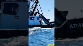 Shark #Deep-SeaFishing, #Fishing Vessel Operations, #Shark Fishing,#Marine Ecology, #Fishery Resou