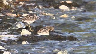 Curlew Sandpiper, juvenile