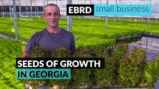 Bringing fresh vegetables and consumers closer together in Georgia