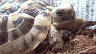 【tortoise diary】あくび　ギリシャリクガメpart.17【リクガメの日記】