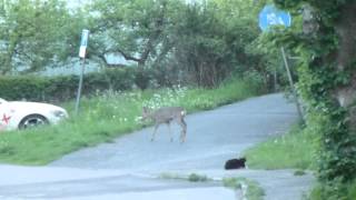 Rådjuret vid Kråkslottet i Påvelund 2014-05-17