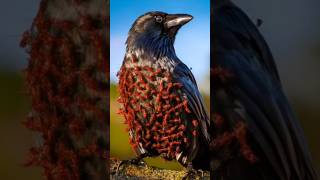 What A Clever Bird