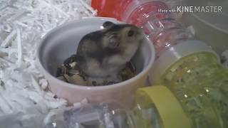 ハムスターの日常生活　hamster's is own's daily life.