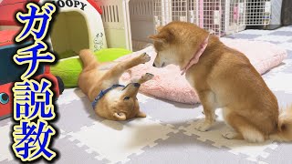 It was so cute to see the puppy panicking after being scolded by his older Shiba Inu sister.