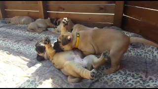 Bullmastiff puppies 5 weeks old