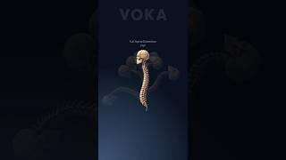 Explore the spine in 3D with VOKA 3D Anatomy \u0026 Pathology #3danatomy